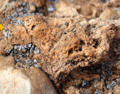 Acarospora americana