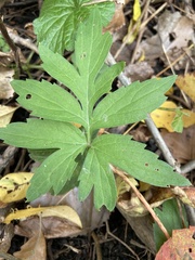 Rudbeckia laciniata
