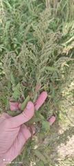 Chenopodium album