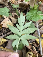 Rudbeckia laciniata