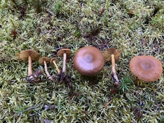 Cortinarius huronensis