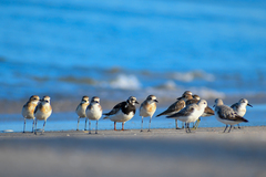 Charadrius leschenaultii