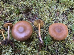Cortinarius huronensis