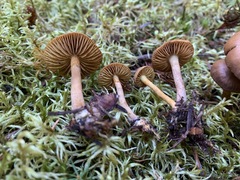 Cortinarius huronensis