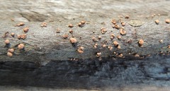 Nectria cinnabarina