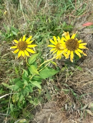 Heliopsis