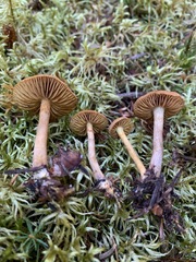 Cortinarius huronensis