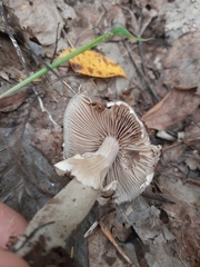 Cyclocybe erebia