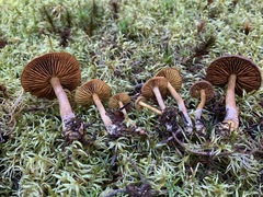 Cortinarius huronensis