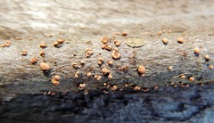 Nectria cinnabarina