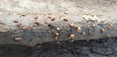 Nectria cinnabarina