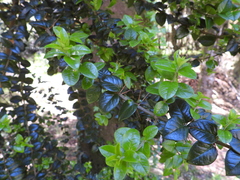 Rhaphithamnus spinosus