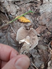 Cyclocybe erebia