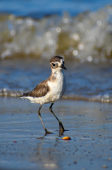 Charadrius mongolus