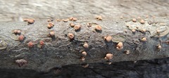 Nectria cinnabarina