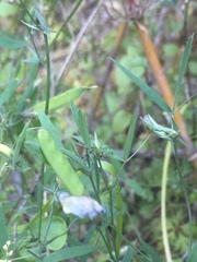 Lathyrus berteroanus