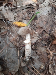 Cyclocybe erebia