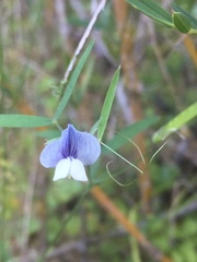 Lathyrus berteroanus