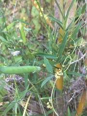 Lathyrus berteroanus