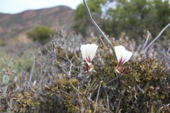 Pelargonium tetragonum