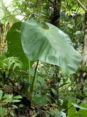 Anthurium colonense