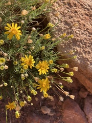 Thymophylla pentachaeta