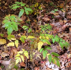 Xanthorhiza simplicissima