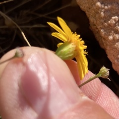 Thymophylla pentachaeta
