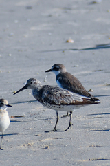 Calidris tenuirostris