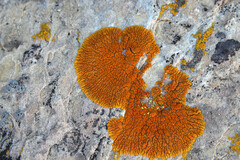 Xanthomendoza trachyphylla