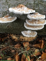 Daedaleopsis confragosa