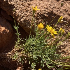 Thymophylla pentachaeta
