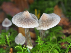 Cortinarius flexipes