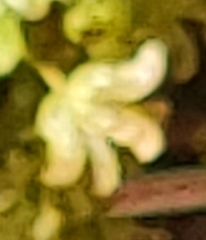 Xanthorhiza simplicissima