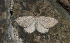 Philereme vetulata