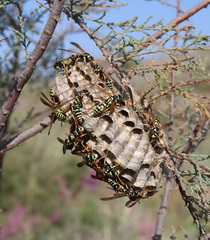 Polistes mongolicus
