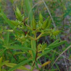 Hypericum kalmianum