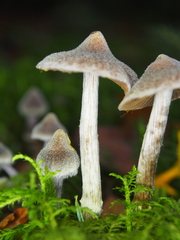 Cortinarius flexipes