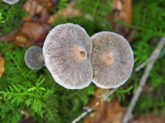Cortinarius flexipes