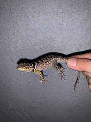 Sceloporus cyanogenys