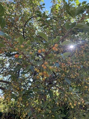 Malus coronaria