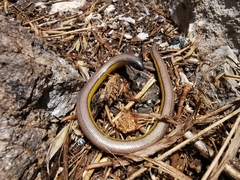 Anniella geronimensis