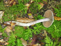 Cortinarius flexipes