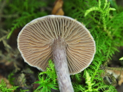 Cortinarius flexipes