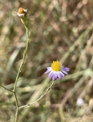 Symphyotrichum divaricatum