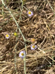 Symphyotrichum divaricatum