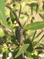 Ectinogonia buquetii