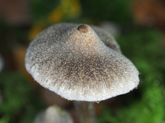 Cortinarius flexipes