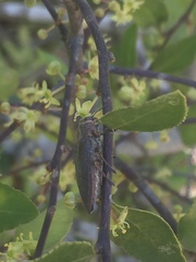 Ectinogonia buquetii