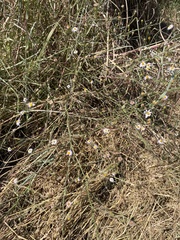 Symphyotrichum divaricatum